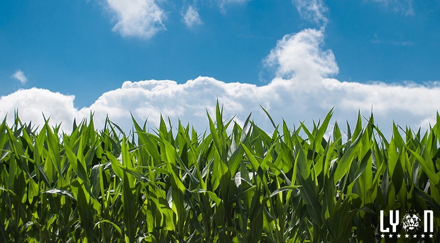 Majoring in agriculture