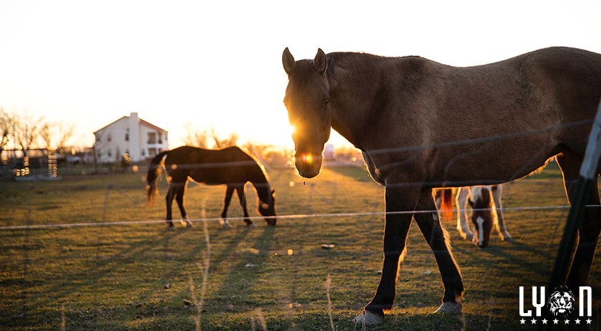 Specialty and niche farming